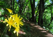 Mi son goduto la peonia dello Zucco e non solo ! – 25magg26 - FOTOGALLERY